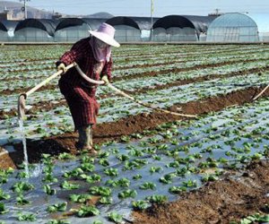 赴日本茨城技能實(shí)習(xí)生-種植業(yè)（男）